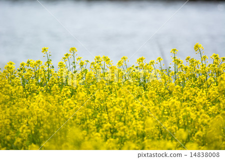 強姦開花 14838008