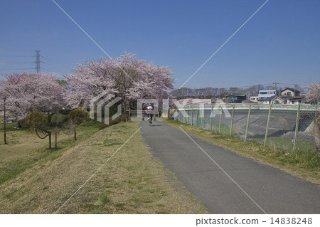 Cycling · Tama Cycling Road, Cherry Blossoms on the Okuri River Promenade Bridge Cycling · Tama Cycling Road, Cherry Blossoms on the Okuri River Promenade Bridge 14838248