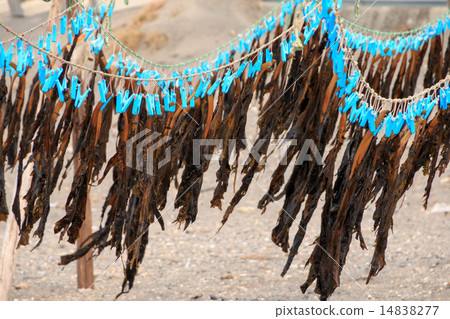 三月在佐島 14838277