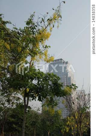 Lumpini Park 14838358