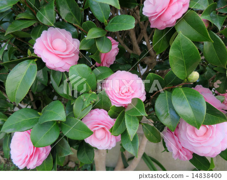 Otome Tsubaki Otome Tsubaki 14838400