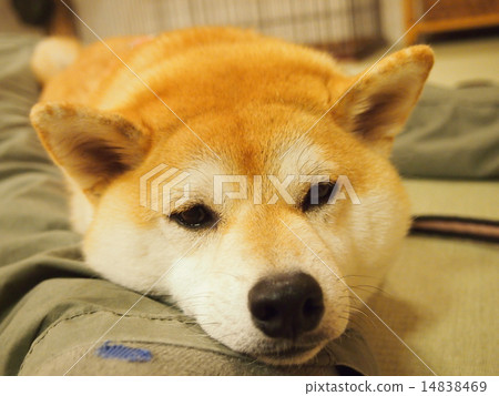 Sleepy Mako Sleepy Mako 14838469