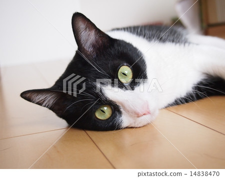 Sachi to sleep Sachi to sleep 14838470