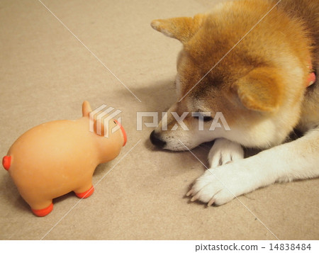 Toys and Mako Toys and Mako 14838484