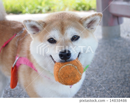 Mako of smile Mako of smile 14838486
