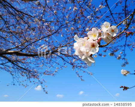 櫻花和藍天 櫻花和藍天 14838595