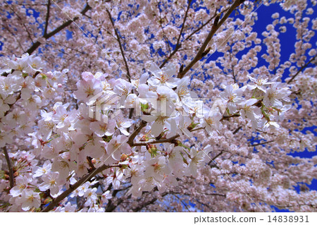 櫻花盛開 14838931