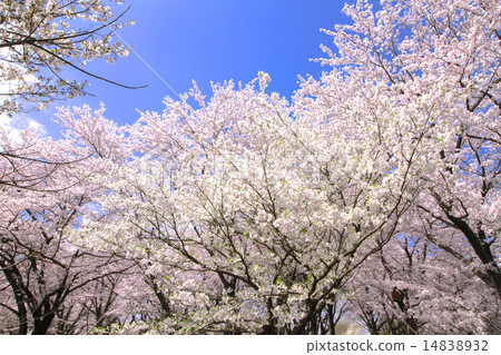 櫻花盛開 14838932