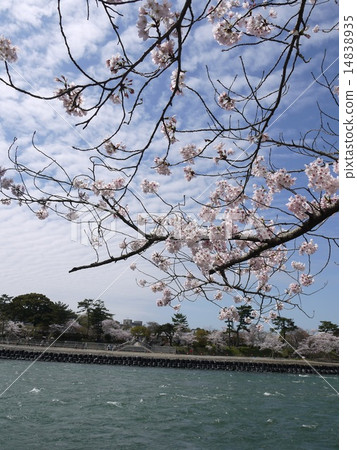 宇治河和櫻花 14838935