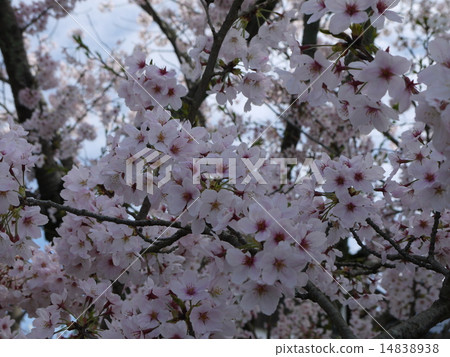 櫻桃樹 櫻桃樹 14838938