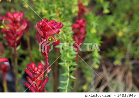 Kangaroo Po's flowers and rain drops 14838949