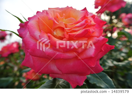 玫瑰 玫瑰 14839579