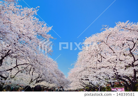 在上野溫泉公園的櫻花 14839581