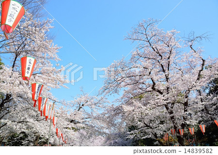 在上野溫泉公園的櫻花 在上野溫泉公園的櫻花 14839582