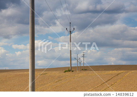 Barley field at sunset Barley field at sunset 14839612