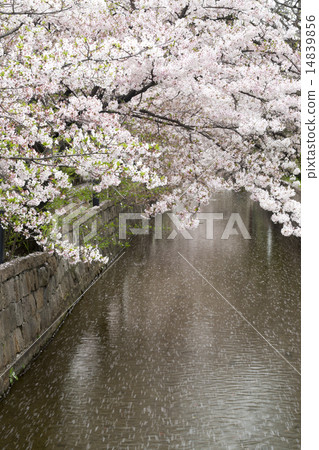 Tamagushi River Sakura的花筏 14839856
