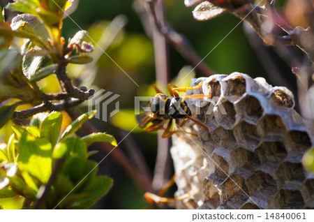 Ashana-nagi的巢 14840061