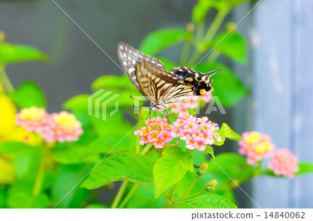 Flower with flowers Flower with flowers 14840062