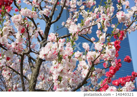 Osaka Castle Park Peach blossoms in full bloom at peach flower garden Osaka Castle Park Peach blossoms in full bloom at peach flower garden 14840321