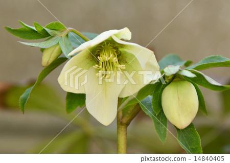 Christmas rose 14840405