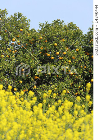 Mandarin orange Mandarin orange 14840444