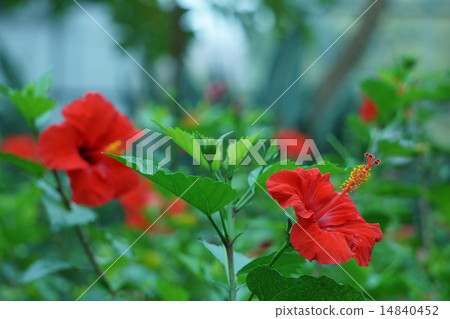 Hibiscus 14840452