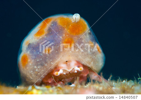 Kaikamuri Kaikamuri 14840507