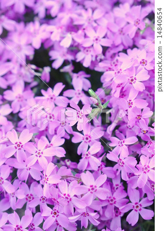 地面粉紅色 地面粉紅色 14840654