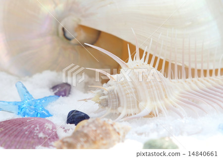 貝殼 14840661