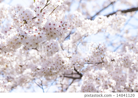 櫻桃樹 14841120
