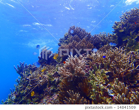 珊瑚和小魚 14841509
