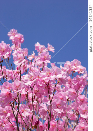 Akayashio Akayashio 14841524