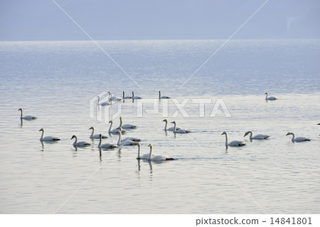 Swan of Inawashiro Lake 20 14841801