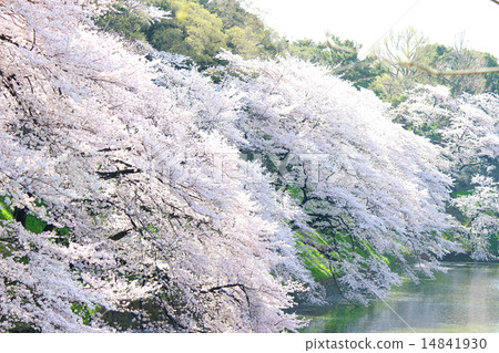 Sakura & Chidoriguchi Sakura & Chidoriguchi 14841930