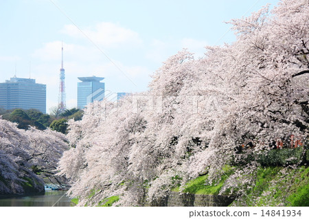 Sakura＆Chidoriguchi 14841934