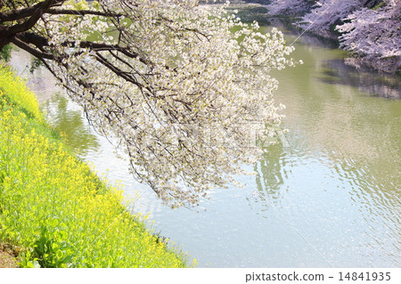 Cherry blossoms & rape blossoms 14841935