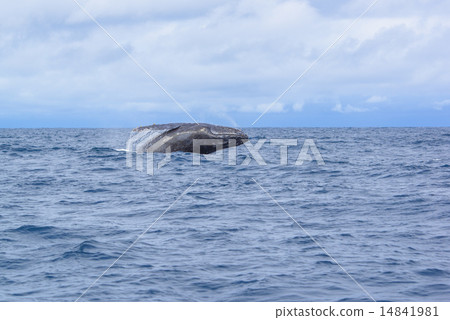 Humpback whale bleach 14841981