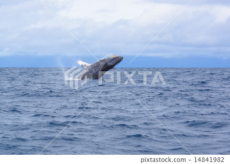 Humpback whale bleach 14841982