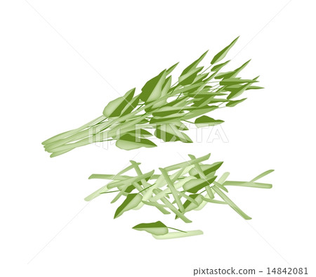 Fresh Water Spinach on A White Background Fresh Water Spinach on A White Background 14842081