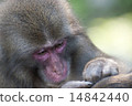 Japanese macaques 14842440