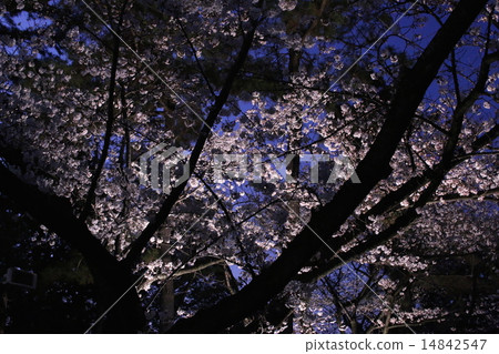 夜晚的櫻花 14842547