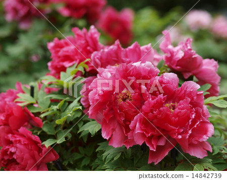 粉紅色按鈕 14842739