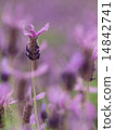 斯托克斯薰衣草 14842741