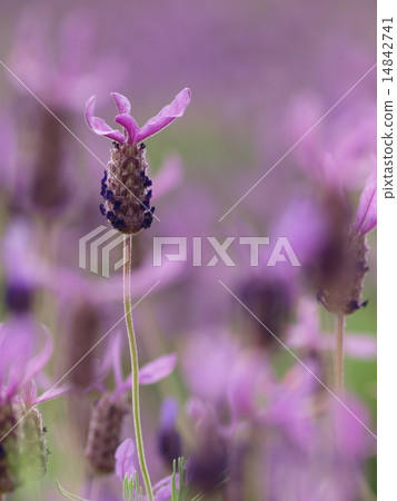 斯托克斯薰衣草 14842741