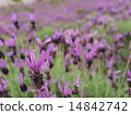 斯托克斯薰衣草 14842742