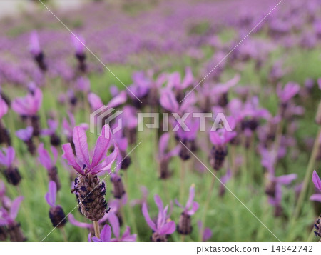 Stokes Lavender 14842742