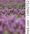 斯托克斯薰衣草 14842752