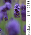 英國薰衣草 14842753