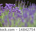 英國薰衣草 14842754