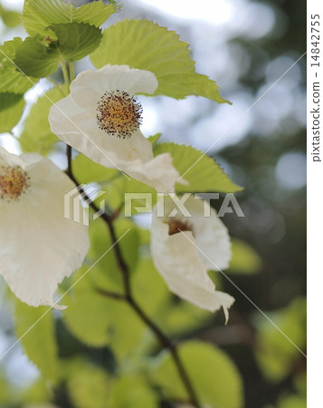 手帕樹 手帕樹 14842755